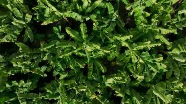 Büyüyen bir meyve bahçesinin ahenkli manzarası.