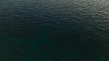 Doğal dokularla vurgulanmış okyanus güzelliği.