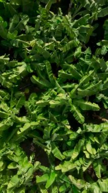 Canlı yeşil yaprakları ve meyveleri olan güzel bir muz bahçesi..