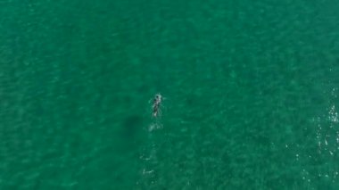 Sahile paralel hareket eden, dayanıklılık ve tekniğe odaklanan dalgıç kıyafetli bir yüzücünün yukarıdan aşağı görüntüsü..