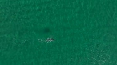 Hava görüntülerinde açık okyanus suyunda sürekli yüzen bir sporcunun dayanıklılık için sahile yakın bir yerde antrenman yaptığı görülüyor..