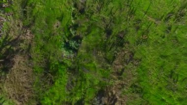 Terk edilmiş bir serayı doğa geri istiyor..