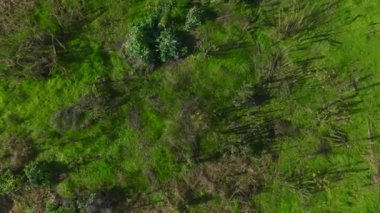 Kırık seraları olan terk edilmiş bir bahçe..