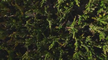 Gökyüzünden muz bahçesinin manzarası.