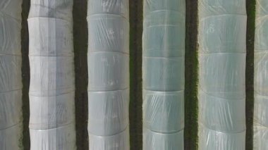 İhmal edilmiş tarımın pitoresk bir görüntüsü.