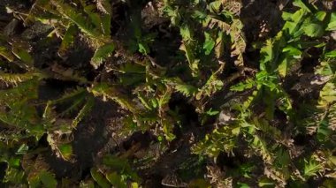 Muz bitkilerinin ekilmiş topraklardaki drone görüntüleri.