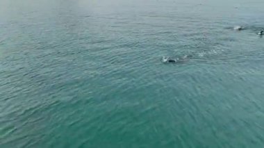 Triatletler gün doğumunda açık denizde yüzme alıştırması yapıyorlar.