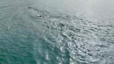 Sporculardan oluşan bir takım açık denizde serbest yüzme antrenmanı yapıyor..