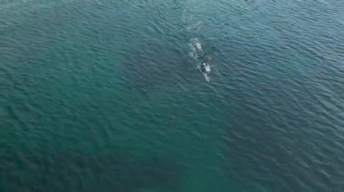 Dalgıç kıyafetli yüzücüler triatlon etkinlikleri için denizde eğitim görüyorlar..