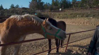 Çiftlikteki Atları Besleyen Kadın Hava Videosu