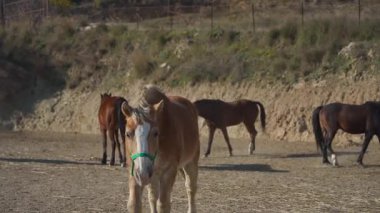 Turkuaz şapkalı kadın güneşli çiftlik gününde atı okşadı..