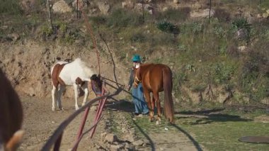 Güneşli çiftlikte üç at bir kadının etrafında toplandı.