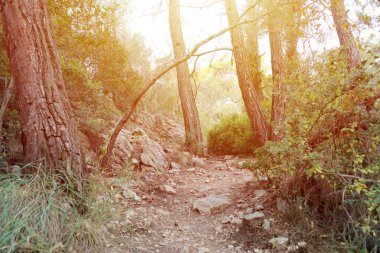 Güneydoğu Asya 'nın tropik ormanları ağustosta. Kuru orman ve birçok yeşil bitki boyunca vahşi yollar.