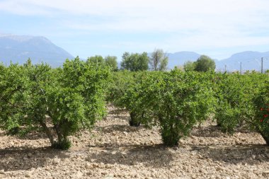 Olgun, sağlıklı ve lezzetli nar. Meyve ağaçlarıyla güzel bir yaz. Nar ağaçları, olgun meyveler ve yeşil dallar...