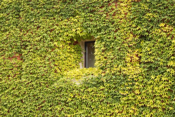 Küçük Kare Pencereli Yeşil Sarı Sarmaşıklarla Kaplı Antik Tuğla Cephe — Stok fotoğraf