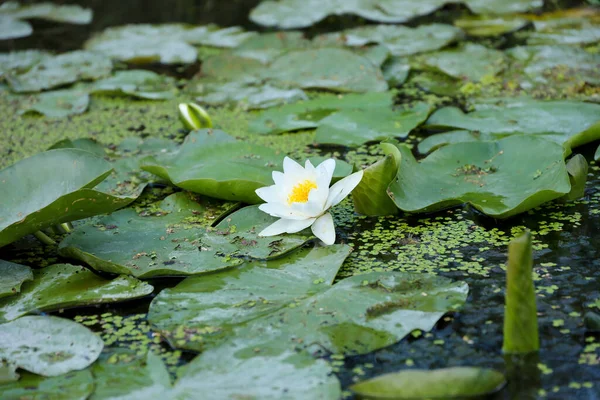Witte Lotus Lelie Bloem Met Gele Pollen Groene Ronde Bladeren — Stockfoto