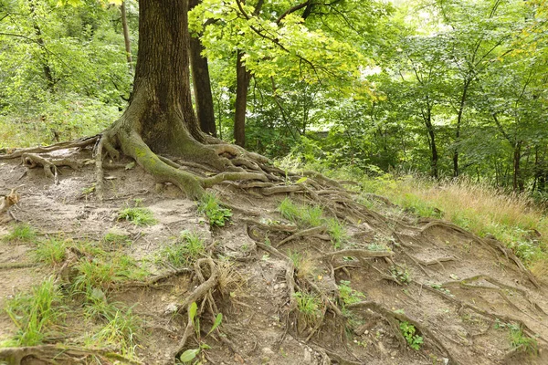 Raízes Poderosas Uma Árvore Velha Floresta Verde Durante Dia Belas — Fotografia de Stock