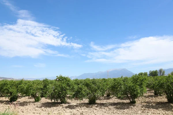 stock image Ripe healthy and delicious pomegranates. Beautiful summer with fruit trees. Row of pomegranate trees with ripe fruits on green branches