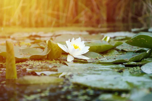 stock image White lotus lily flower with yellow pollen and green round leaves on water surface of pond