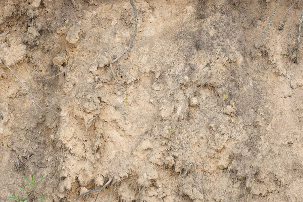 Abrupt bank of a river showing layers of plants, soil, sand, clay and rocks. There are lots of swallows holes