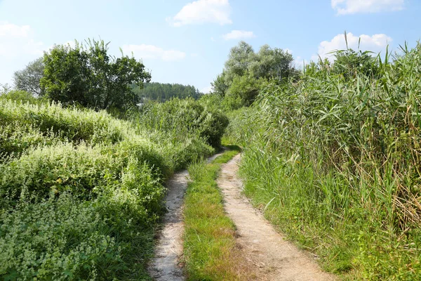 stock image Landscape on the way in the marsh field. Dry dirt road between swamp lake