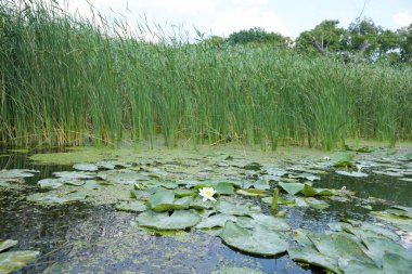 Sarı polen ve yeşil yuvarlak yapraklı beyaz nilüfer çiçeği göletin su yüzeyinde