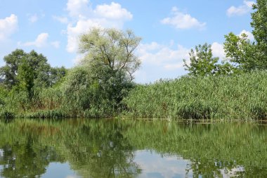 Çayır Nehri yakınında güneşli bahar sabahı. Doğal kırsal manzara. Bahar güneşli arka plan