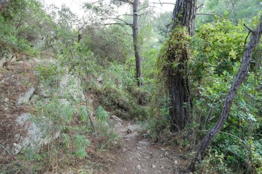 Güneydoğu Asya 'nın tropik ormanları ağustosta. Kuru orman ve birçok yeşil bitki boyunca vahşi yollar.