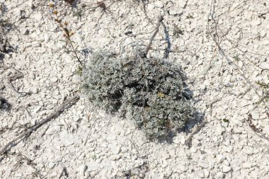 Kireç taşı madenciliği. Tepelerdeki kuru yeşil çalılarla birlikte açık tebeşir madeni yüzeyi. Beyaz Taş Doku arka plan duvar kâğıdı