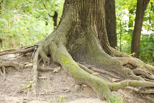 Mächtige Wurzeln Eines Alten Baumes Grünen Wald Tag Schöne Miteinander — Stockfoto