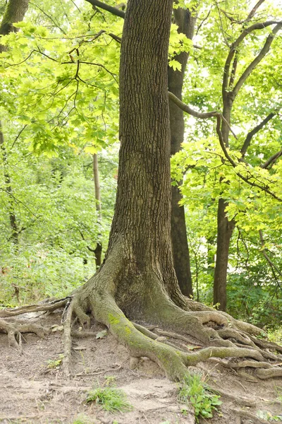 Raízes Poderosas Uma Árvore Velha Floresta Verde Durante Dia Belas — Fotografia de Stock