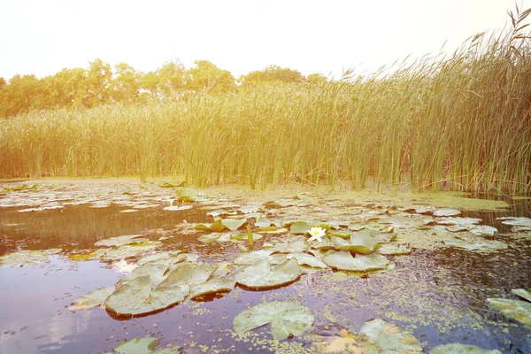 stock image White lotus lily flower with yellow pollen and green round leaves on water surface of pond