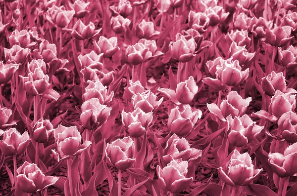 Image Belles Tulipes Sur Des Fonds Peu Profonds Champ Champ — Photo
