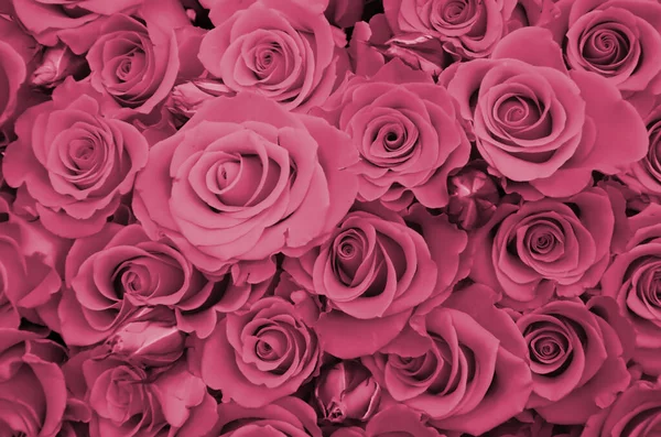 Primer Plano Racimo Brillante Rosas Hermosas Recién Cortadas Imagen Tonificada — Foto de Stock