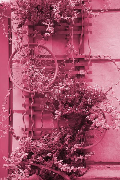 Bisiklet Tekerleklerinden Dekorasyon Sanat Objesi Duvardaki Zarif Çiçekler Viva Magenta — Stok fotoğraf