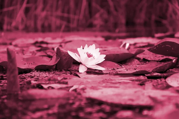 Белый Цветок Лотоса Лилии Желтой Пыльцой Зелеными Круглыми Листьями Водной — стоковое фото