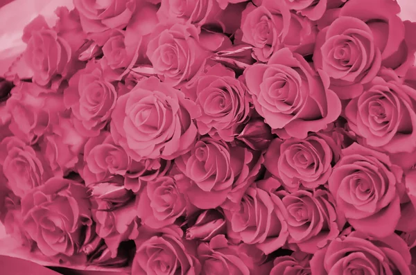 Κοντινό Πλάνο Από Φωτεινά Φρεσκοκομμένα Μεγάλα Όμορφα Τριαντάφυλλα Εικόνα Τονισμένη — Φωτογραφία Αρχείου