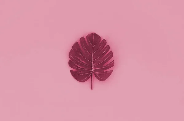 Tropical palm monstera leaf lies on a pastel ed paper. Minimal nature summer concept. Flat lay composition. Image toned in Viva Magenta, color of the 2023 year