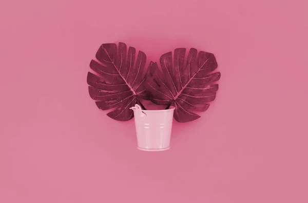 Tropical palm monstera leaf lies in a pastel pail on background. Flat lay trendy minimal composition. Top view. Image toned in Viva Magenta, color of the 2023 year