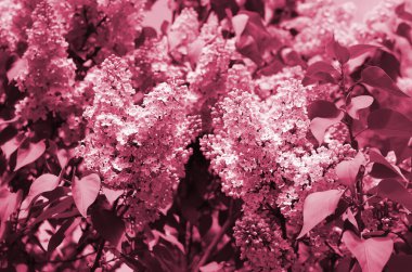 Mor leylak dalları ve yeşil yapraklar. Viva Magenta renginde güzelleşen leylak rengi ile arkaplan 2023 yılı renginde