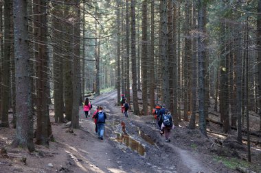 CARPathan Dağları, UKRAine - 8 Ekim 2022 Hoverla Dağı. Sonbaharda Ukrayna 'da Karpatlar. Turistler Hoverla dağının tepesine tırmanmak için tepeler ve ormanlar arasında yürürler.
