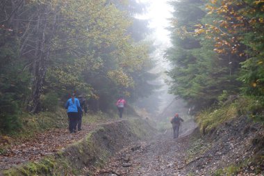 CARPathan Dağları, UKRAine - 8 Ekim 2022 Hoverla Dağı. Sonbaharda Ukrayna 'da Karpatlar. Turistler Hoverla dağının tepesine tırmanmak için tepeler ve ormanlar arasında yürürler.