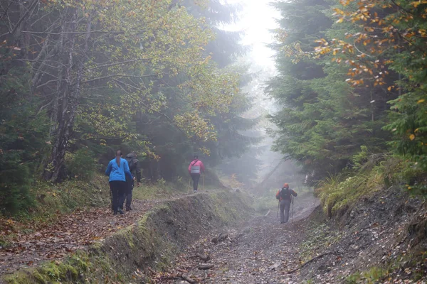 CARPathan Dağları, UKRAine - 8 Ekim 2022 Hoverla Dağı. Sonbaharda Ukrayna 'da Karpatlar. Turistler Hoverla dağının tepesine tırmanmak için tepeler ve ormanlar arasında yürürler.