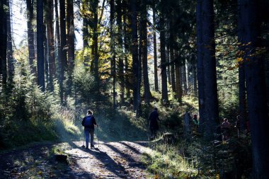 CARPathan Dağları, UKRAine - 8 Ekim 2022 Hoverla Dağı. Sonbaharda Ukrayna 'da Karpatlar. Turistler Hoverla dağının tepesine tırmanmak için tepeler ve ormanlar arasında yürürler.