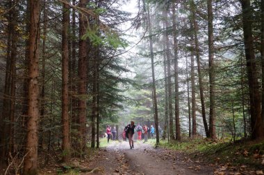 CARPathan Dağları, UKRAine - 8 Ekim 2022 Hoverla Dağı. Sonbaharda Ukrayna 'da Karpatlar. Turistler Hoverla dağının tepesine tırmanmak için tepeler ve ormanlar arasında yürürler.