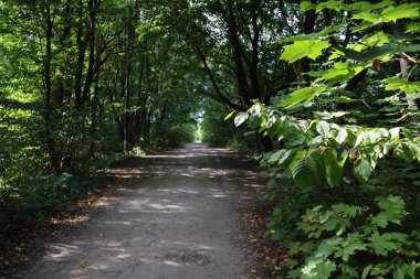 Yeşil bir ormanda orman yolu, güneşli bir günde güneş ışınları. Geniş patikaya yakın yeşil ağaçlar ve çalılar.