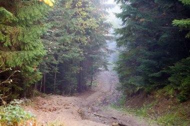 Sabah güneş ışığında inanılmaz sonbahar ormanı. Ormanlık alanda ağaçlarda kırmızı ve sarı yapraklar. Altın orman manzarası