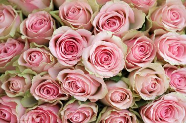 Arka plan olarak renkli gül buketi, yakın plan. Pembe çiçekler tam çerçeve