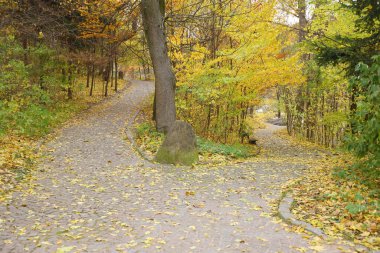 Güzel Doğa Sonbahar manzarası. Bulutlu bir günde altın sarısı yeşilliklerle sonbahar şehir parkının manzarası. Sonbahar yapraklarıyla kaplı Park 'ta yürüyüş yolları.