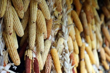 Kurutulmuş mısır koçanı. Kurumuş mısırlar kırsal duvarda asılı. Kapatın.